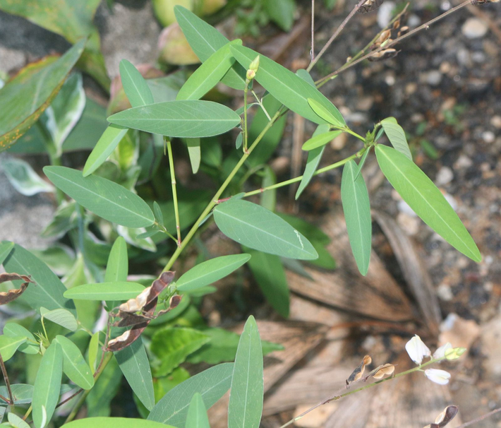 Codariocalyx motorius thuộc họ đậu Fabaceae và thường được gọi là thóc lép lá quay hoặc đậu lá quay. Mặc dù phổ biến ở nhiều nơi ở Việt Nam, nhiều người vẫn chưa từng gặp loài cây này.