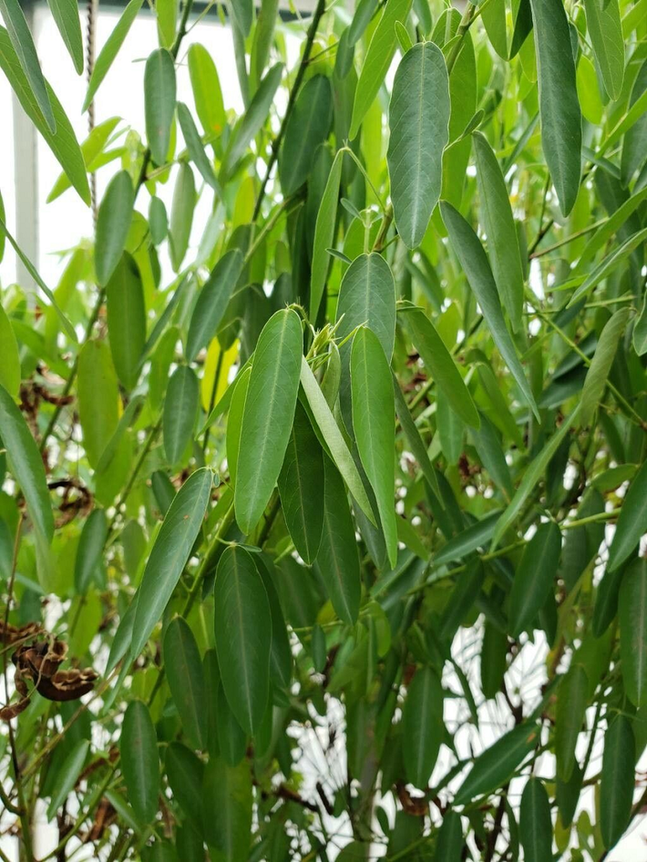 Cơ chế chuyển động của cây này có thể được giải thích qua hai giả thuyết. Thứ nhất, cây chuyển động để tối đa hóa lượng ánh sáng thu được từ Mặt Trời. Mỗi lá của cây có một khớp giúp di chuyển theo ánh sáng mặt trời, tối ưu hóa sự thu thập ánh sáng.