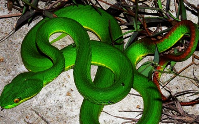 2. Rắn lục đuôi đỏ (Trimeresurus albolabris): Thân màu xanh, đuôi màu đỏ, sống ở vùng núi cao và rừng sâu. Là loài đẻ con, không ấp trứng như các loài khác trong họ rắn lục. Cực độc và có thể gây tê liệt cơ hoành và ngưng thở.