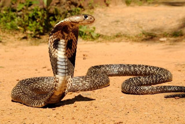 8. Rắn hổ mang chúa: Có khả năng phóng độc và khống chế lượng độc tiết ra khi cắn con mồi. Cực kỳ nguy hiểm và có thể gây tê liệt và tử vong cho con người.