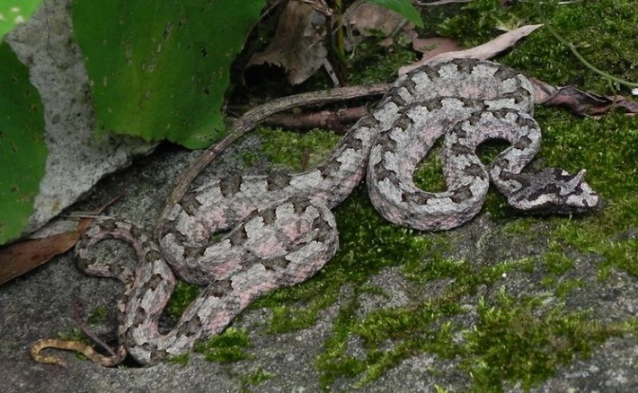 1. Rắn lục sừng (Trimeresurus cornutus): Đầu hình tam giác, phân biệt rõ với cổ, có sừng ở trên vùng mắt. Tìm thấy ở vườn quốc gia Bạch Mã và vùng Bắc Bộ. Được xếp vào danh sách loài rắn độc và nguy hiểm nhất ở Việt Nam.