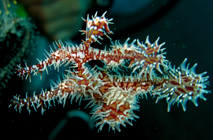 Cá dao cạo thuộc họ Cá dao cạo Solenostomidae, với thân dài, hơi dẹp bên, đầu to và dài, mõm dài hình ống hút. Loài cá đặc biệt này chỉ được phát hiện ở Nha Trang và đã được xếp vào sách đỏ Việt Nam.