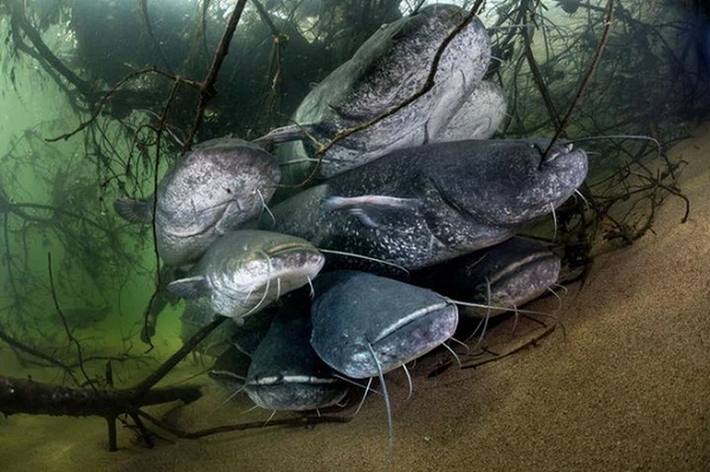 Cá trê khổng lồ, hay còn gọi là cá nheo Châu Âu (European catfish), là một trong những loài cá nước ngọt và cá da trơn lớn nhất thế giới.