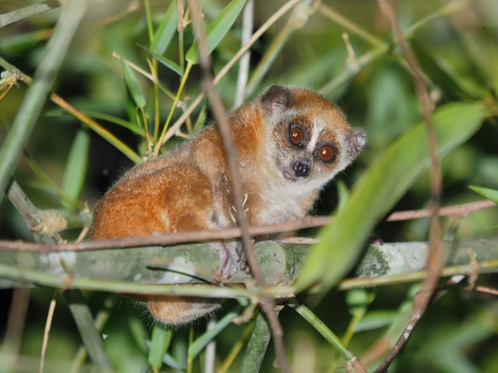 Cu li nhỏ có tên khoa học là Nycticebus pygmaeus, thuộc họ cu li Loricidae, bộ linh trưởng Primates. Loài động vật này thuộc nhóm IB động vật rừng nguy cấp, quý, hiếm được ưu tiên bảo vệ.