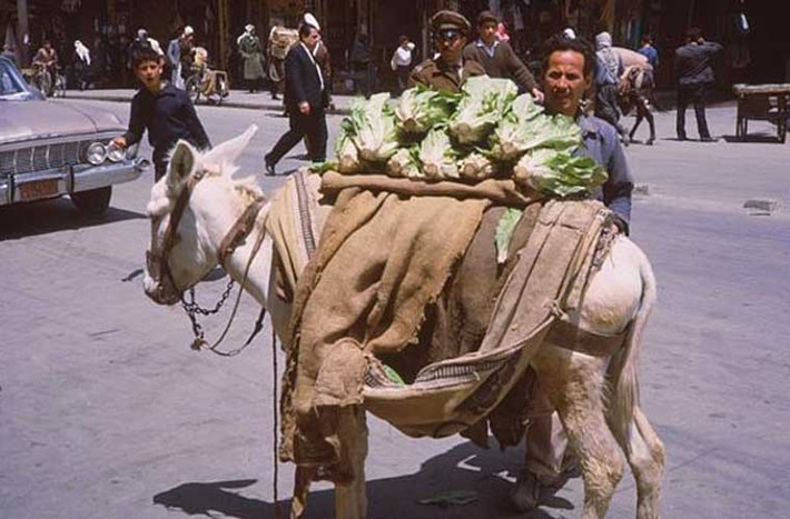 Một người bán rau rong ở Damascus. Ảnh OLA