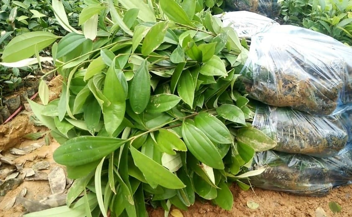 Quế có thể thu hoạch sau 6- 7 năm, mang lại thu nhập tới hàng trăm triệu đồng mỗi ha. (Ảnh: Báo Dân tộc và Phát triển)