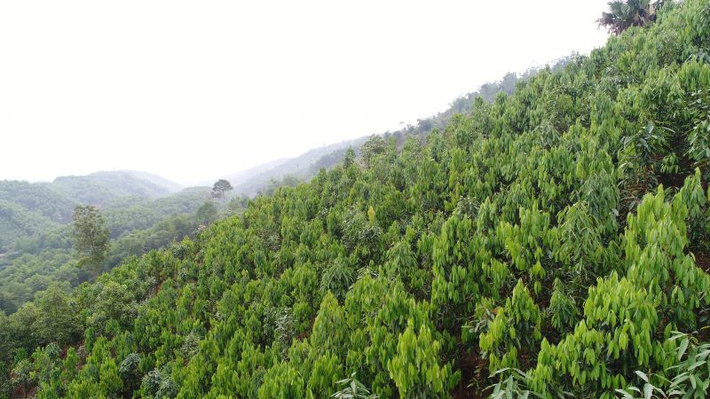 Cây quế được ví như "vàng xanh" vì vừa mang lại giá trị kinh tế cao vừa giúp phủ xanh đất trống, bảo vệ môi trường.(Ảnh: Người đưa tin)