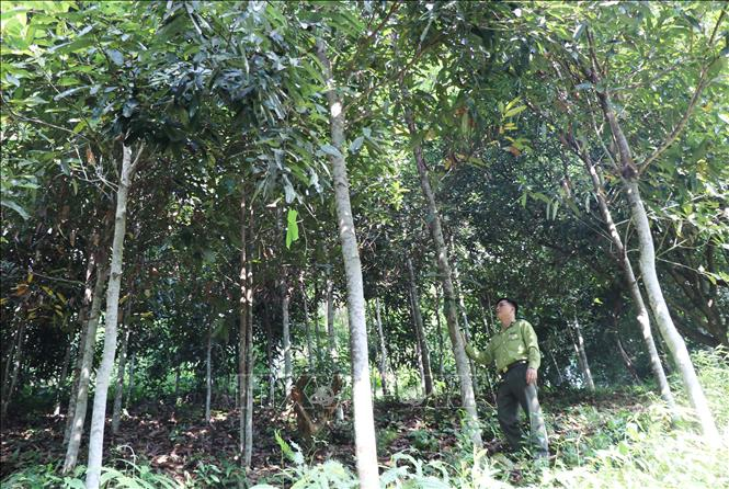 Giá quế tăng mạnh và chính sách hỗ trợ đã thúc đẩy người dân mở rộng diện tích trồng. (Ảnh: Liên minh HTX Việt Nam)