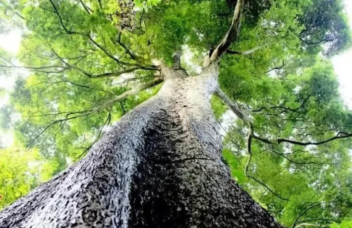 Kim tơ nam mộc có mùi thơm tự nhiên, giúp xua đuổi côn trùng.