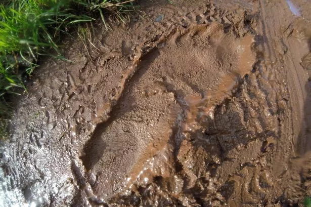 Một số người tuyên bố nhìn thấy quái vật khổng lồ Bigfoot ở vùng Tây Bắc Thái Bình Dương và Canada, nhưng các hình ảnh và nhân chứng thường bị cho là kết quả của trí tưởng tượng hoặc nhầm lẫn với gấu. (Ảnh: Gloucestershire Live)