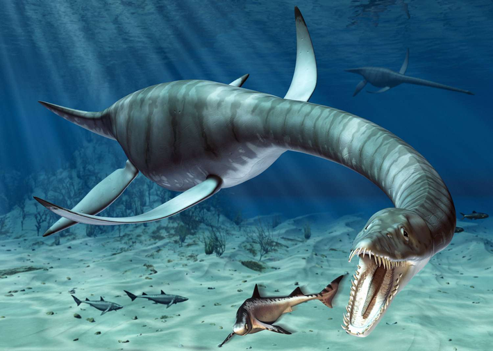 Một số giả thiết cho rằng Nessie là hậu duệ của loài Plesiosaurus - bò sát sống dưới nước thời khủng long, hoặc chỉ là lươn khổng lồ đột biến. Gần đây, các nghiên cứu ADN từ nước hồ không phát hiện dấu vết của khủng long, nhưng lại tìm thấy lượng lớn ADN của loài lươn, củng cố giả thuyết này. Nessie vẫn là một trong những bí ẩn gây tranh cãi trong lĩnh vực động vật học huyền bí. (Ảnh: Thoughtco)