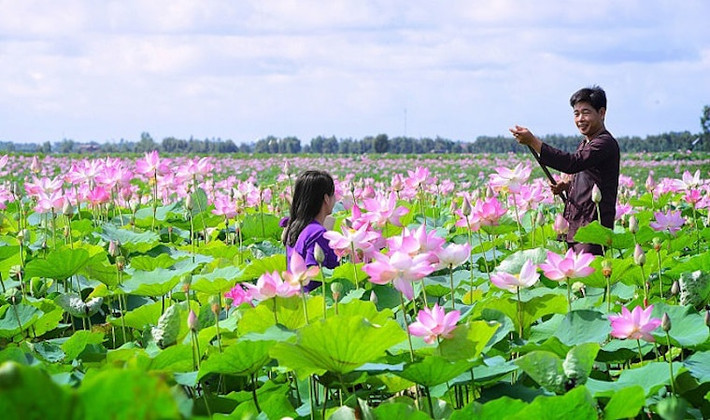 Đi thong dong trên các cây cầu gỗ chụp ảnh cùng sen hay ngồi trong căn chòi trên cánh đồng lộng gió, sẽ là những kỷ niệm đẹp trong một chuyến tham quan tại cánh đồng quê yên ả. Đồng sen ở Gò Tháp.