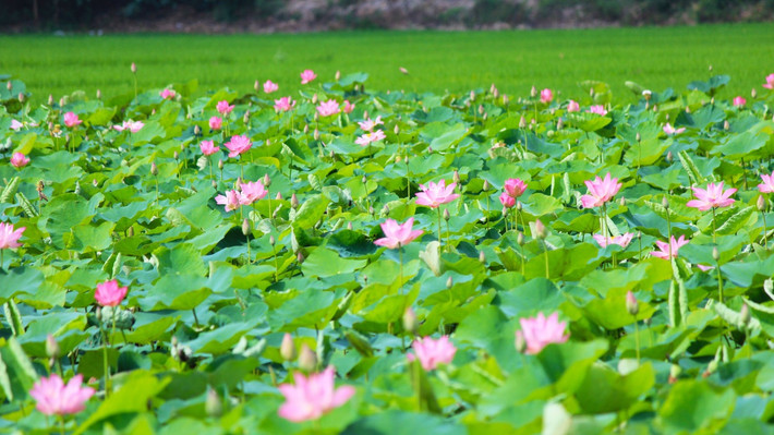 Du lịch Đồng Tháp mùa nào cũng đẹp, nhưng đẹp nhất vào mùa hè, khi sen nở rộ, bông này chen lấy bông kia vươn lên đón nắng. Ảnh: thamhiemmekong.
