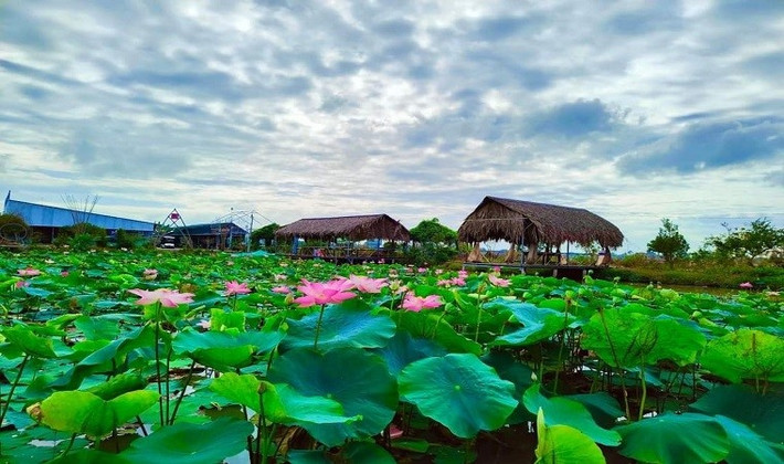 Đồng sen ở điểm tham quan du lịch Thân Thương (ấp 1, xã Mỹ Hòa, huyện Tháp Mười)
