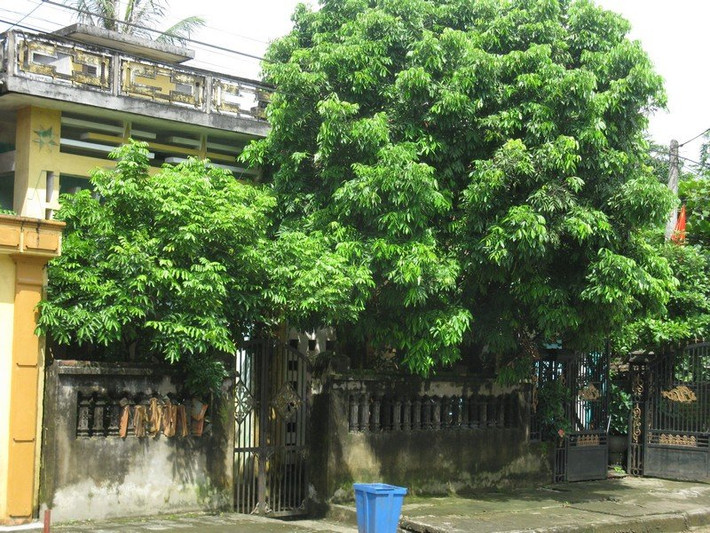 Trước nhà có cây to hoặc cây khô: Theo quan niệm phong thủy, trước cửa nhà có cây to, đặc biệt là cây khô là điều đại kỵ. Nó sẽ khiến gia chủ buồn khổ và cô độc. Vì vậy, không nên trồng duy nhất một cây to trước nhà.