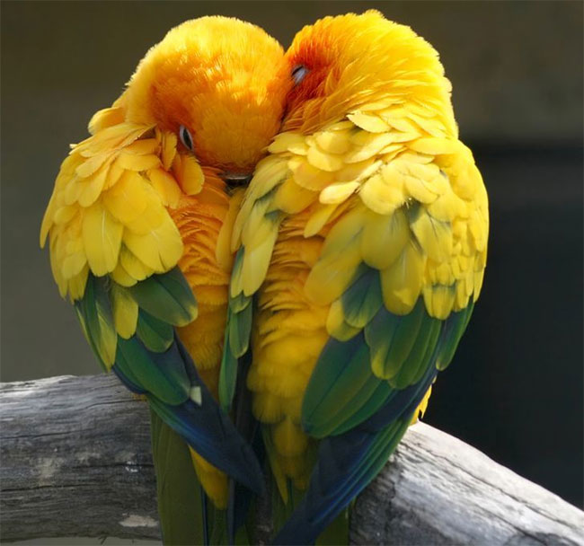 2. Vẹt Sun Conures: Thông thường vẹt Sun Conures bắt đầu chọn bạn tình khi được khoảng 4-5 tháng tuổi. Những con vẹt nhỏ thường sống ở phía Đông Bắc của Nam Mỹ. Chúng rất hòa đồng và sống với nhau theo bầy, giao tiếp bằng tiếng nói cao vút.