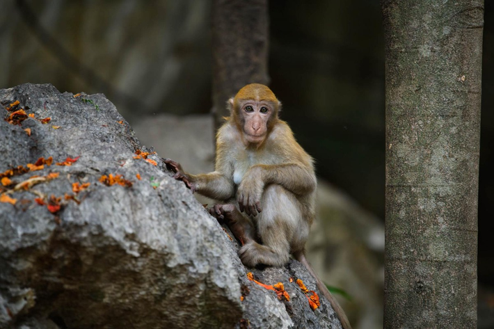 Loài khỉ mốc có tên khoa học Macaca assamensis, thuộc bộ khỉ hầu. Chúng có lông dày và dài. Màu lông trên cơ thể có thể thay đổi từ màu nâu sẫm tới màu nâu vàng nhạt. Riêng phần vai, gáy, đỉnh đầu và tai thường có lông màu sáng hơn và vàng hơn phía sau chân và đuôi.