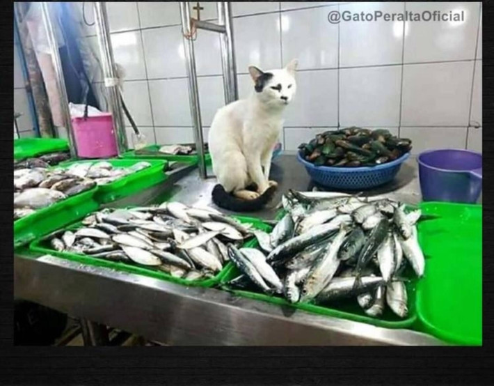 Sạp cá và cô chủ khó tính.