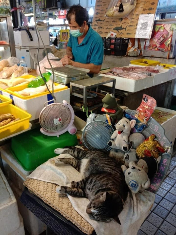 Thuê được con mèo làm bảo vệ quán và đây là những gì nó làm.
