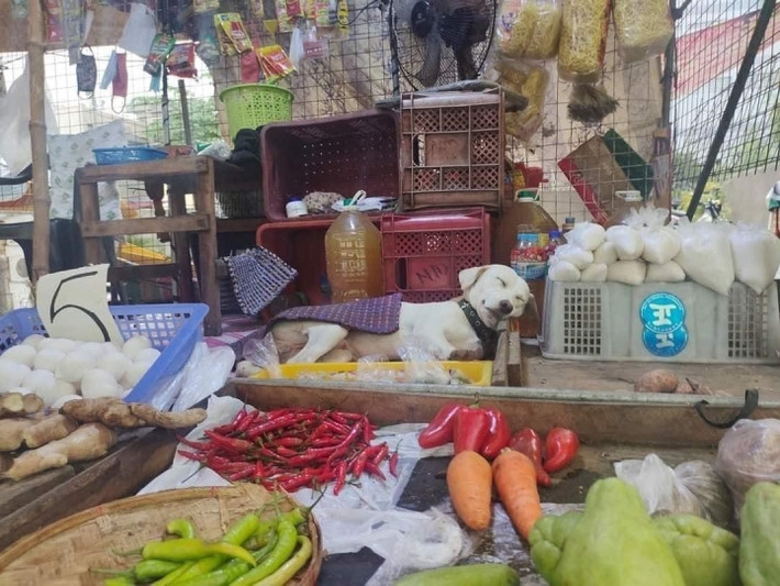 Những chú mèo vô cùng chăm chỉ “trông cửa hàng của gia đình” với muôn vàn biểu cảm đáng yêu làm ai cũng phải tan chảy.