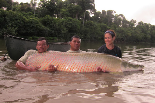 12. Cá Arapaima là loài cá ăn thịt khổng lồ gây nhiều ám ảnh trong các vùng nước ở rừng Amazon. Đây là một trong những loài cá nước ngọt lớn nhất trên thế giới. Cá Arapaima có thể dài đến 2,7m và nặng 90kg. Loài cá này hung dữ đến mức lưỡi của chúng cũng có răng.