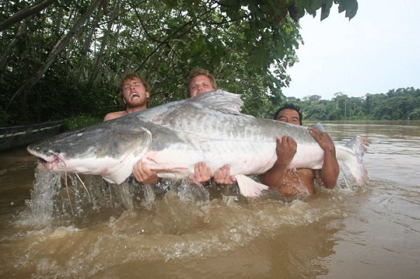 9. Piraiba (Cá da trơn Nam Mỹ) có chiều dài tối đa lên đến 3m và cân nặng có thể lên đến hơn 200kg. Miệng của con thủy quái này rộng đến hơn 40cm và có thể dễ dàng nuốt trọn một con mồi lớn.