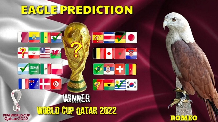 Đại bàng Romeo là "nhà tiên tri' từng gây sốt khi dự đoán chính xác nhà vô địch Euro 2021. Ngoài ra chú chim này cũng đưa ra nhiều dự đoán bóng đá chính xác trong các giải bóng đá ngoại hạng Anh, La Liga, Copa America 2021.