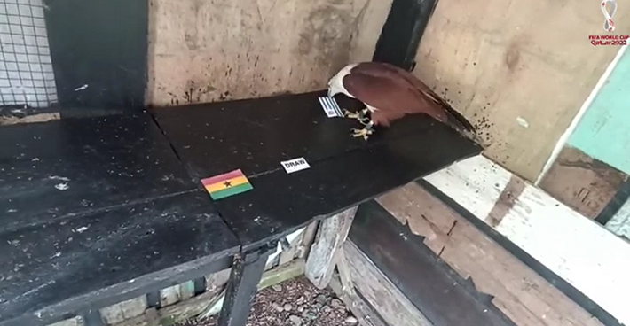 Trước trận đấu Ghana vs Uruguay, nhà tiên tri động vật là đại bàng Romeo trổ tài dự đoán bóng đá với chiến thắng nghiêng về đội tuyển Uruguay.