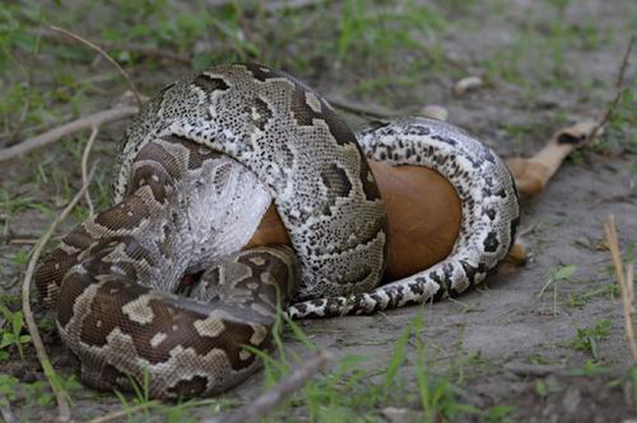 2. Trăn đá Châu Phi tên khoa học Python sebae, là một loài trăn thuộc chi python.