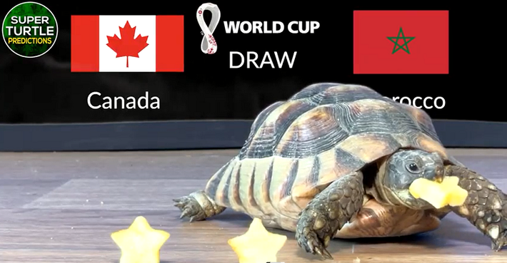 Trước trận đấu Canada vs Maroc, nhà tiên tri động vật thần rùa trổ tài dự đoán bóng đá với chiến thắng nghiêng về đội tuyển Maroc.