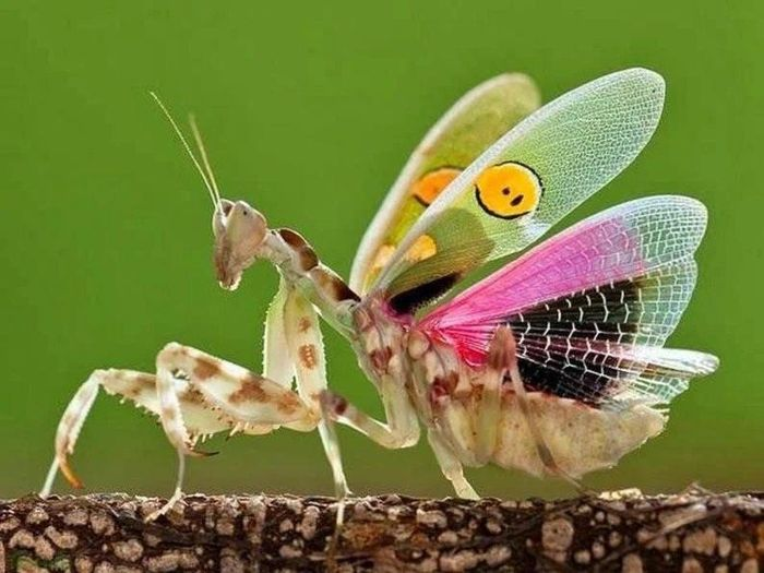 2. Bọ ngựa hoa gai (Pseudocreobotra wahlbergii) dài khoảng 3-5cm, phân bố ở khu vực cận Sahara, miền Nam và miền Đông châu Phi. Con trưởng thành của loài này có cấu trúc gai ở mặt dưới đặc trưng dưới bụng.