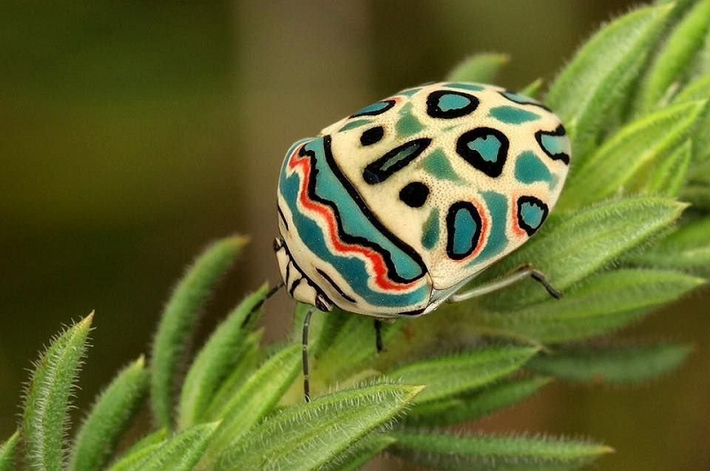 3. Bọ cánh cứng Picasso (Sphaerocoris annulus) là một loài côn trùng đặc hữu ở Cameroon, Bờ biển Ngà, phía Nam của Zimbabwe và Nam Phi.