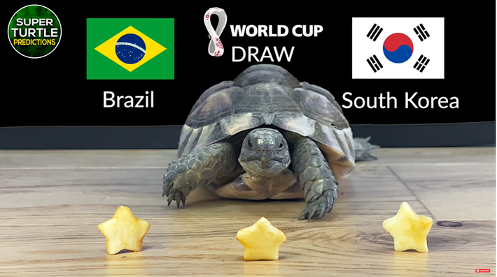 Trước trận đấu Brazil vs Hàn Quốc, nhà tiên tri động vật là thần rùa trổ tài dự đoán bóng đá với chiến thắng nghiêng về đội tuyển Brazil.