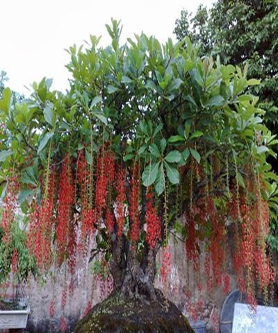 Có những người có thành tựu quá lớn trong sự nghiệp thì lại đánh đổi bằng gia đình sức khỏe... Triết lý sống của người xưa là cân bằng, giàu có nhưng yên ấm hạnh phúc và còn sức khỏe để thưởng thức cuộc sống.