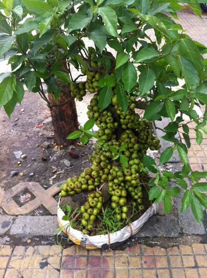 Người xưa trong thú chơi cây cảnh thường trồng các cây theo bộ, khi có bonsai cây sung thì thường sẽ trồng thêm trong nhà cây vạn tuế và cây lộc vừng.