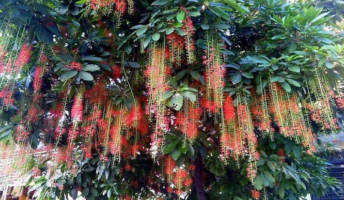 Quý nhất trong luật ngũ hành là cân bằng, bởi sinh tương sinh mãi sẽ lụi, khắc tương khắc mãi sẽ tàn. Thế nên phải có sinh và có khắc để hài hòa, không bị quá đi một điều gì. Bởi thế trong phong thủy nếu trồng được 3 cây này tạo thế tam đa trong nhà là tốt nhất về phong thủy.