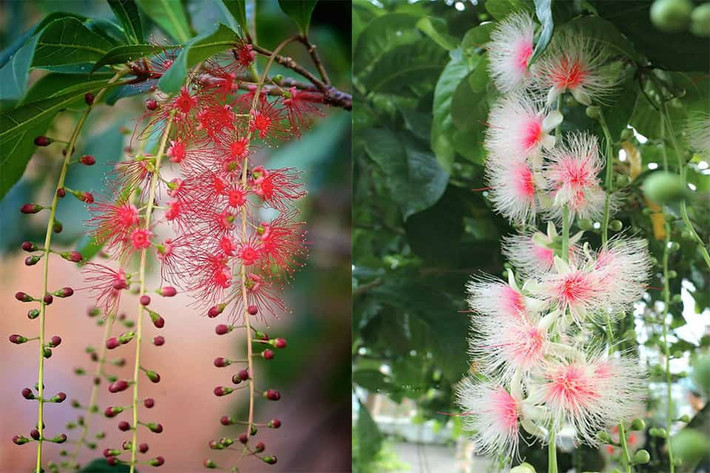 Trồng bộ 3 tam đa không có nghĩa là trồng chúng trong cùng 1 chậu mà để 3 cây cạnh nhau. Để tạo thế tam đa đẹp thì tốt nhất là nên trồng cà 3 cây trong chậu, thay vì cây trong chậu, cây trồng ra đất.