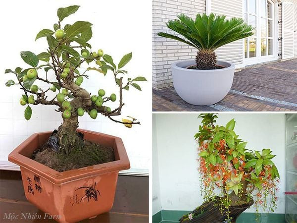 Người xưa khi trồng cây cảnh không chỉ là để có cây xanh trong nhà mà còn gửi gắm vào đó rất nhiều triết lý nhân sinh. Đặc biệt người xưa thường thích thế cây cảnh tam đa hoặc ngũ phúc để thể hiện cho triết lý Phúc - Lộc -Thọ hoặc tam bảo, tam sinh, hay Phúc - Lộc- Thọ- Khang- Ninh hoặc ngũ hành.