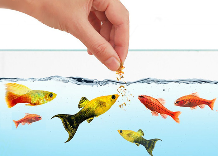 Ngược lại đột nhiên cá cảnh đứng yên không hoạt động, bị chết thì đó là điềm báo không may mắn. Gia chủ cần vứt bỏ những con cá chết đi thay nước và thiết kế lại bể cá để thay đổi phong thủy cho ngôi nhà của mình.