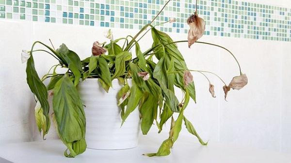 Ngoài ra, khi cây cối trong nhà bị chết không phát triển chứng tỏ trong nhà đang có nguồn năng lượng xấu cần phải hóa giải ngay. Đồng thời nên vứt bỏ những cây cối héo úa này ra khỏi nhà để không ảnh hưởng xấu tới tâm trạng của bạn.