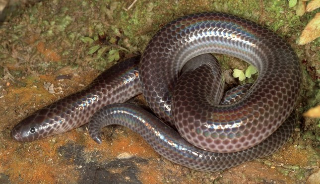 Rắn tia nắng (Xenopeltis intermedius): Là một loài rắn được đặt tên theo lớp vảy óng ánh trên thân, được phát hiện ở độ cao 2.500m so với mực nước biển tại vùng Trung Trường Sơn.