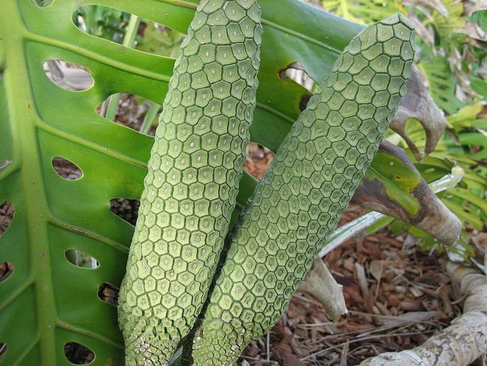 Thú vị thay, quả Monstera deliciosa phải mất gần một năm để chín và chỉ khi đã chín hoàn toàn, trái cây này mới có thể ăn được.