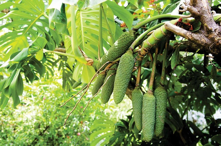 Chúng có xuất xứ từ vùng có khí hậu ôn đới như Trung Mỹ hay các hòn đảo gần xích đạo như Hawaii, Seychelles, Ascension và quần đảo Society.