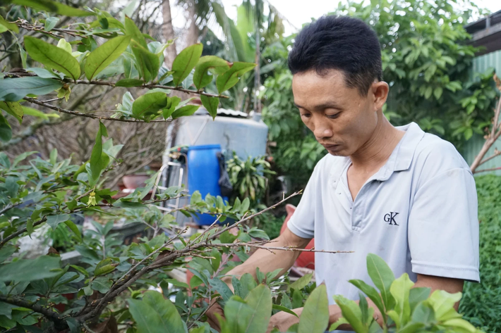Chủ vườn thông tin năm trước thuê nhân công vườn sẽ chi trả khoảng 300.000 đồng/người/ngày, mọi người cũng có thêm khoản thu nhập để mua sắm Tết. Riêng năm nay số cây bán ra không mấy khấm khá nên quyết định không thuê người ngoài để tiết kiệm chi phí.