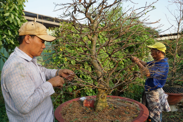 Mỗi năm vào mùa, nhà vườn sẽ thuê khoảng 50 nhân công để thực hiện công việc này. Tuy nhiên năm nay thị trường ảm đạm, sức mua giảm, nhà vườn đành huy động người nhà cùng lặt lá mai, không thuê thêm người để giảm bớt chi phí.