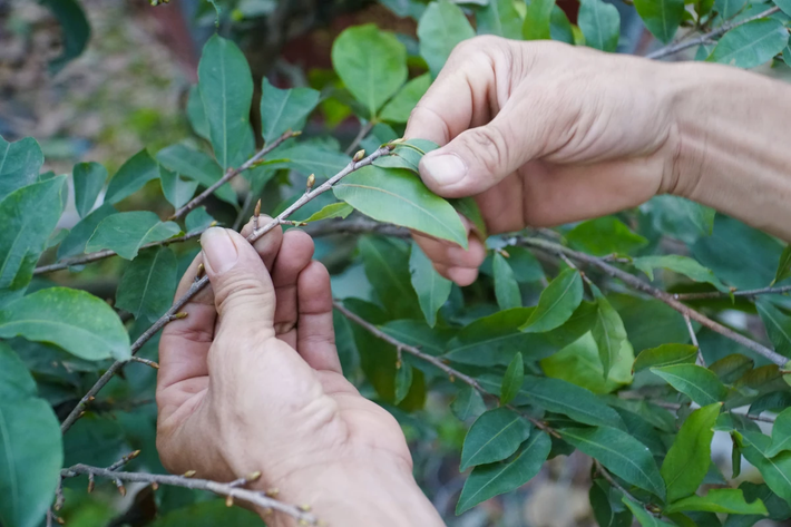 Công việc lặt lá mai tưởng chừng đơn giản nhưng đòi hỏi người lặt phải tập trung, khéo léo và quan trọng phải đúng kỹ thuật để tránh ảnh hưởng đến nụ hoa.
