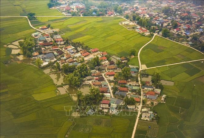 Bản làng của người dân giữa cánh đồng lúa.
