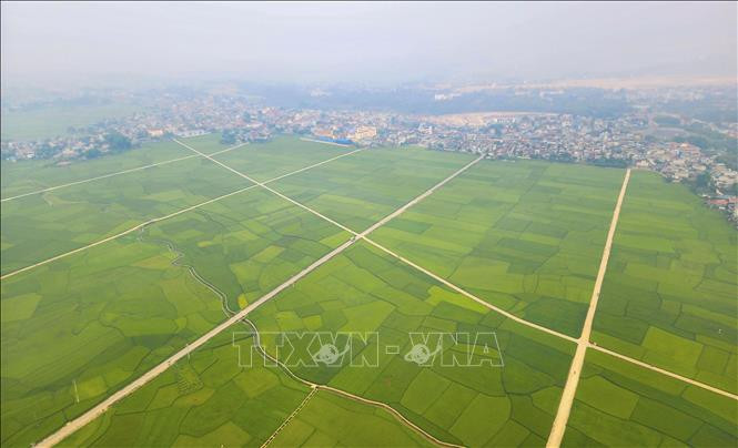 Cánh đồng Mường Thanh.