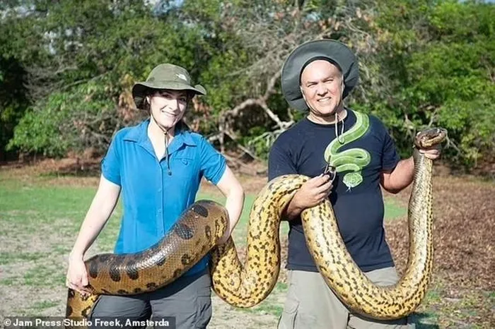 Nhà khoa học Jesus Rivas và vợ, Tiến sĩ Sarah Corey-Rivas, đã tiến hành nghiên cứu về loài trăn này trong hơn 15 năm và công bố phát hiện của mình sau khi phân tích mẫu gen từ nhiều quốc gia khác nhau.