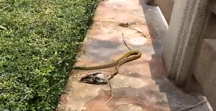 Trong đoạn video, con quái thú đang kéo con chim vào bụi rậm giữa ban ngày, trong khi một số người dân địa phương tập trung quanh để xem. Một con chim khác đã thoát khỏi nguy hiểm vì sự chú ý của trăn đang hướng vào con mồi trong miệng.